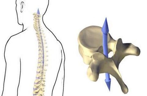 How does the spine work